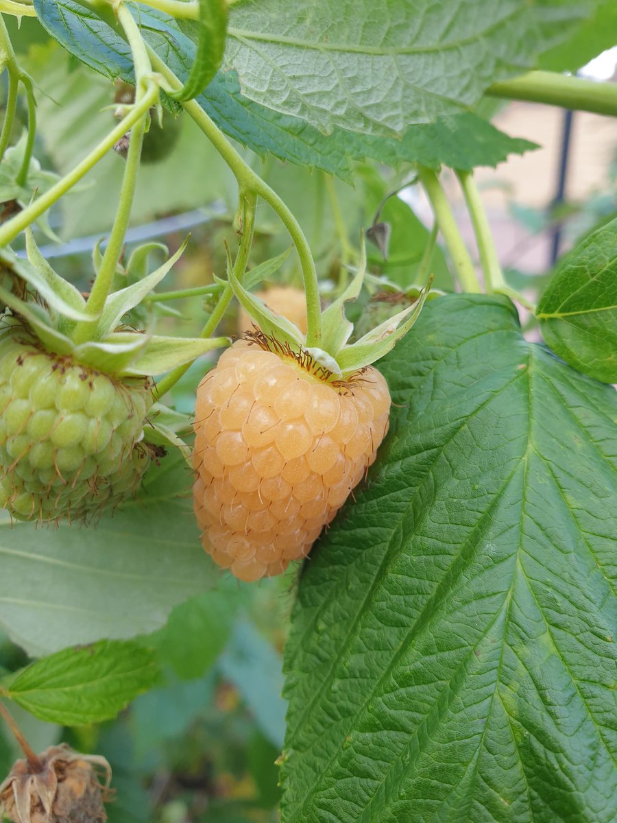 The Rubus idaeus 'Autumn Amber' Raspberry fruiting for the first time this year in the fruit garden <a href="/TheBotanics/">Royal Botanic Garden Edinburgh</a> . This thornless cultivar produces golden yellow berry's which due to the colour are eaten less by bird life in the garden. 
#rbgeeducation #rbgehort #raspberry #fruit