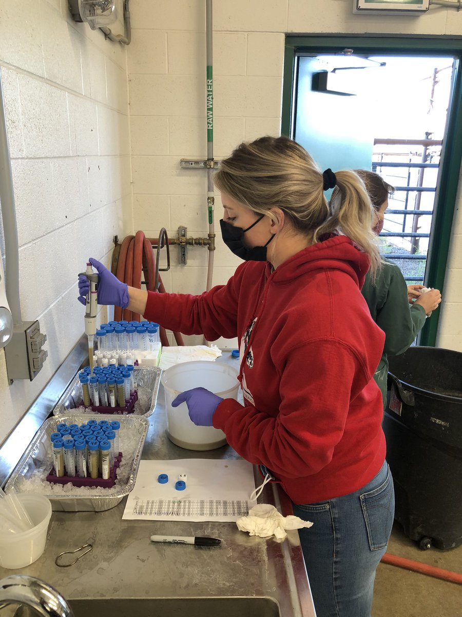 <a href="/T_Paterson15/">Tyen Paterson</a> research in full speed at the <a href="/LFCE_usask/">Livestock & Forage Centre of Excellence</a>!!! They are growing fast! <a href="/jenna_sarich/">Jenna Sarich</a> <a href="/RibeiroLabUsask/">Gabriel Ribeiro</a> <a href="/albertabeef/">Alberta Beef</a> <a href="/BeefResearch/">Beef Cattle Research Council</a> <a href="/agbiousask/">USask AgBio</a> <a href="/usask/">U of Saskatchewan</a>