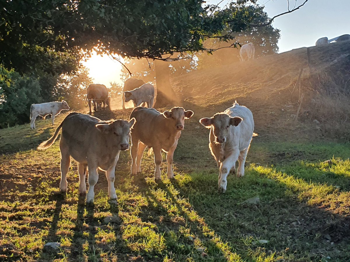 Ahhh l'automne j'adore cette saison avec tous ces contrastes de lumières #ceuxquifontlaviande #charolaise #ceuxquifontlagriculture