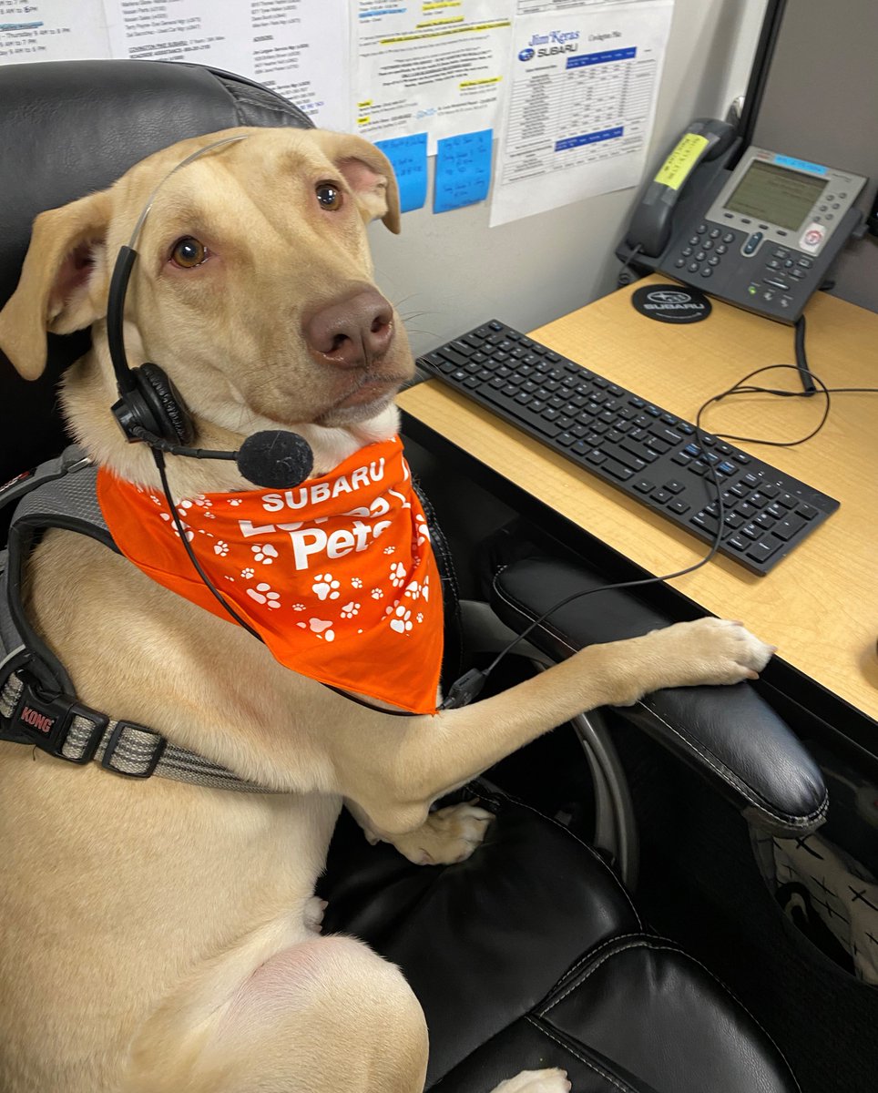 SubaruMemphisCP's tweet photo. Greetings from our dog of the day and newest employee, Lucario!
#SubaruMemphis #Subaru #SubaruLovesPets #SubiePup #DogTestedDogApproved #Memphis #midsouth #subarucplovespets #dogoftheday #dogsofinstagram #dogstagram https://t.co/SKsfSDvGmy