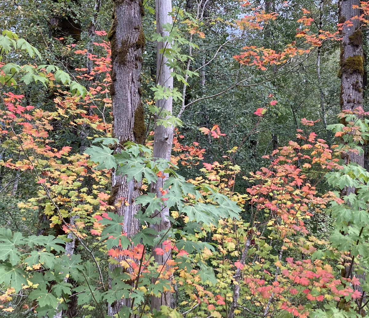 Vine maple highlights a #northwestfall in the #snoqualmievalley