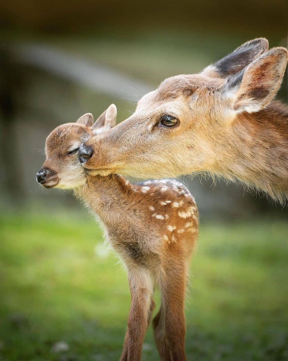 honky_tonk's tweet image. Love is touch.
#love #愛 #affection #愛情
RP @dany_grazia