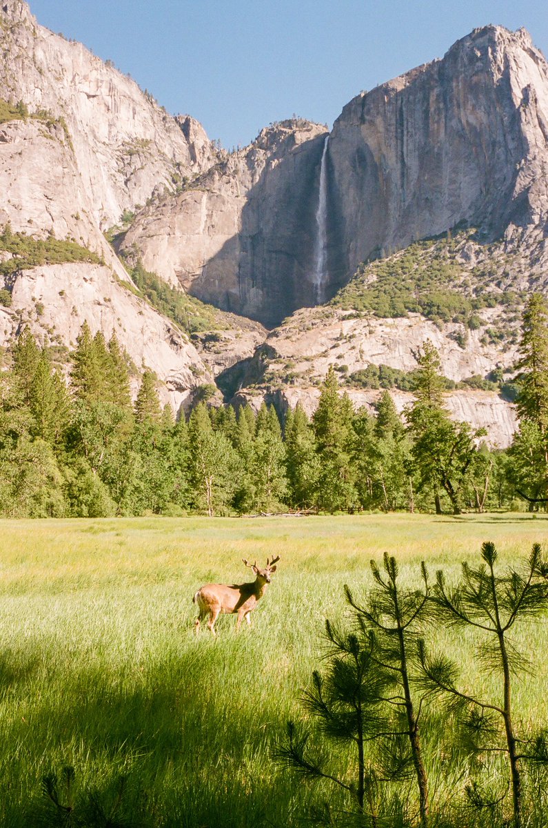 nathanaelbee's tweet photo. Point and shoot frames in Yosemite https://t.co/kJw9CrdrMk