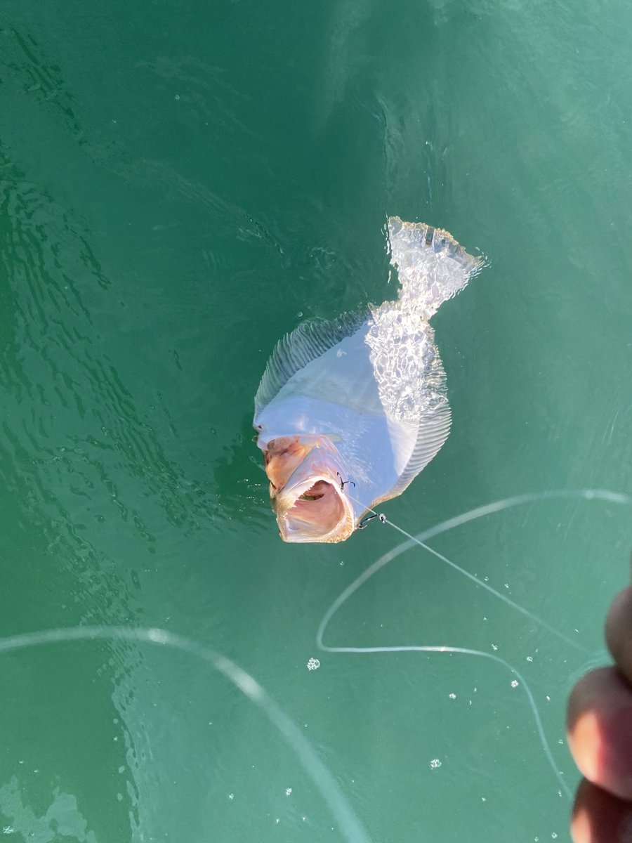 socalsalty's tweet photo. First drift #justforthehalibut https://t.co/0JBu63YvlY