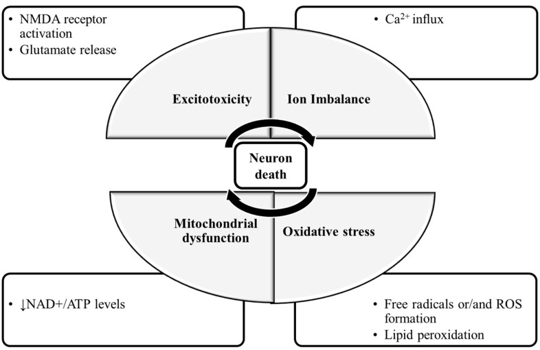 realalejandroAD's tweet photo. The mechanisms of neuron death:

- Excess Glutamate Release
- YUGE calcium influx and calcium overload
- Oxidative stress 
- Mitochondrial dysfunction leading to...
- Poor NAD+ Status and...
- Crashed ATP Production

Sleep, Vitamin B1 &amp; Magnesium are IMPERATIVE to avoid this. https://t.co/IBqq7sBbKQ