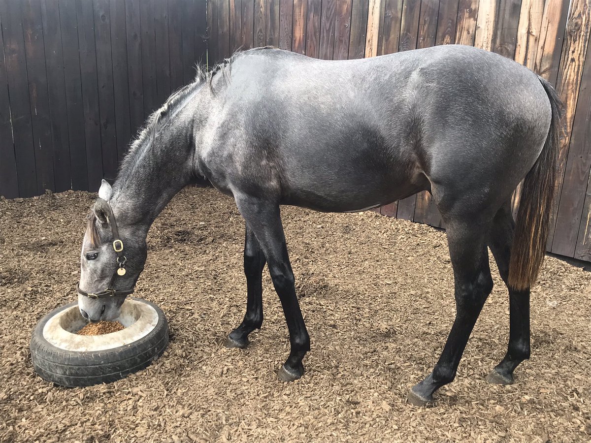 GerMc15's tweet photo. Clive (sorry 🤦🏻‍♂️ @CliveD19 😂) after his shower today. Taking it all in his stride. 💪🏽🙌🏼 🧽 
Could he be the next #Corazon or #MarkazPaname ? 
@NBradleyRacing @NickBradley_1 @gbougheyracing #GerLyons 
#honestcolt #Markaz #Emzoon @Goffs1866 @bloodstocknews https://t.co/L1bo7zDI2T