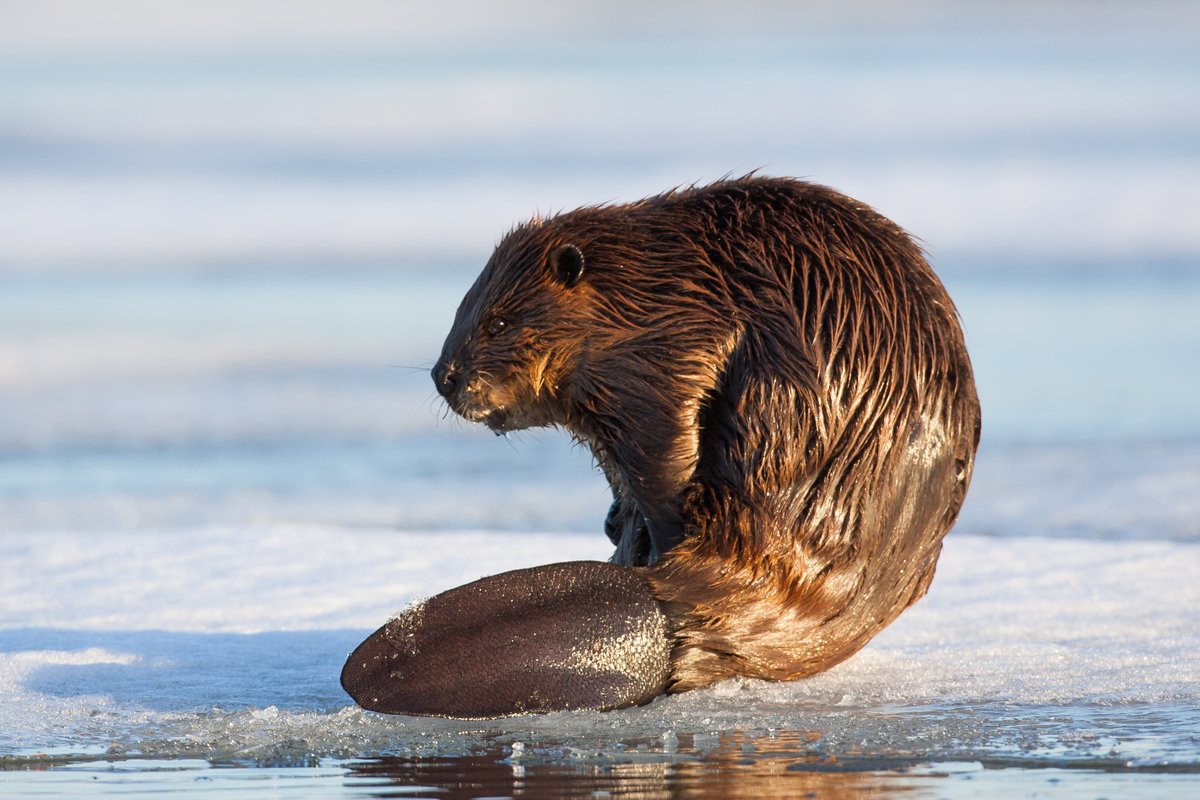 Бобр на английском. Канадский Бобр (Castor canadensis). Североамериканский бобер Канада. Речной Бобр хвост. Речной Бобр Западносибирский подвид.