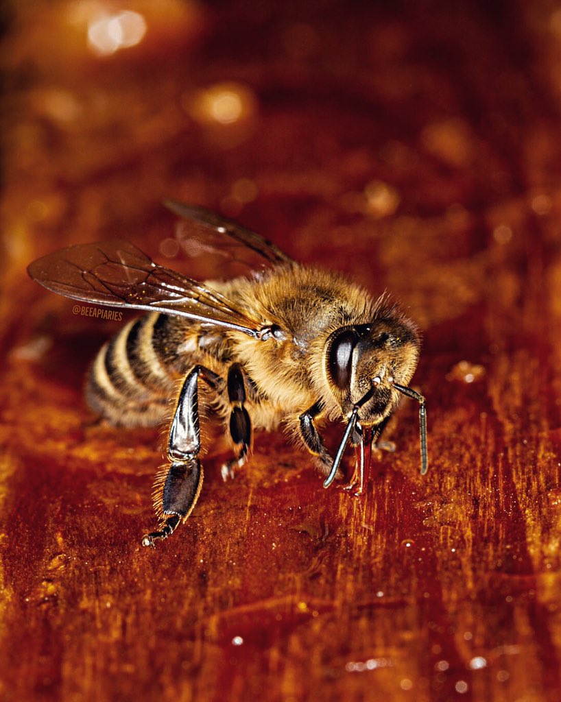 Lovely closeup! #🐝 #inmyapiary #beeapiaries
.
Canon EOS 7D, Canon EF-S 60mm f/2.8 Macro USM, f/10.0, 1/500 sec, 100 iso
.
#CanonFavPic #macro #microphotography #beekeeping #honeybee #honeybees #nature_perfection #macro_captures #beautiful #apiculture #savethebees