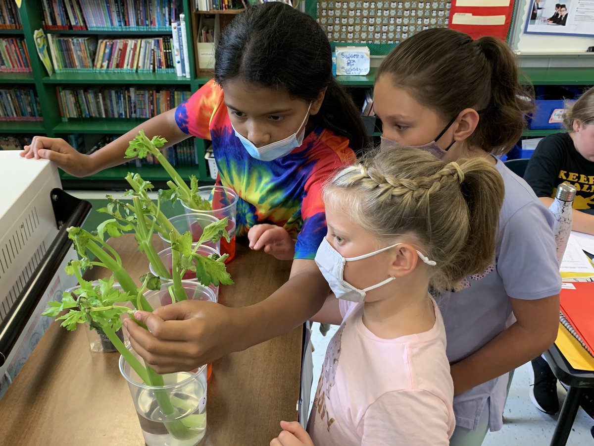 Studying the internal structures of plants through a science experiment! <a href="/BOCES4Science/">BOCES 4 Science</a>