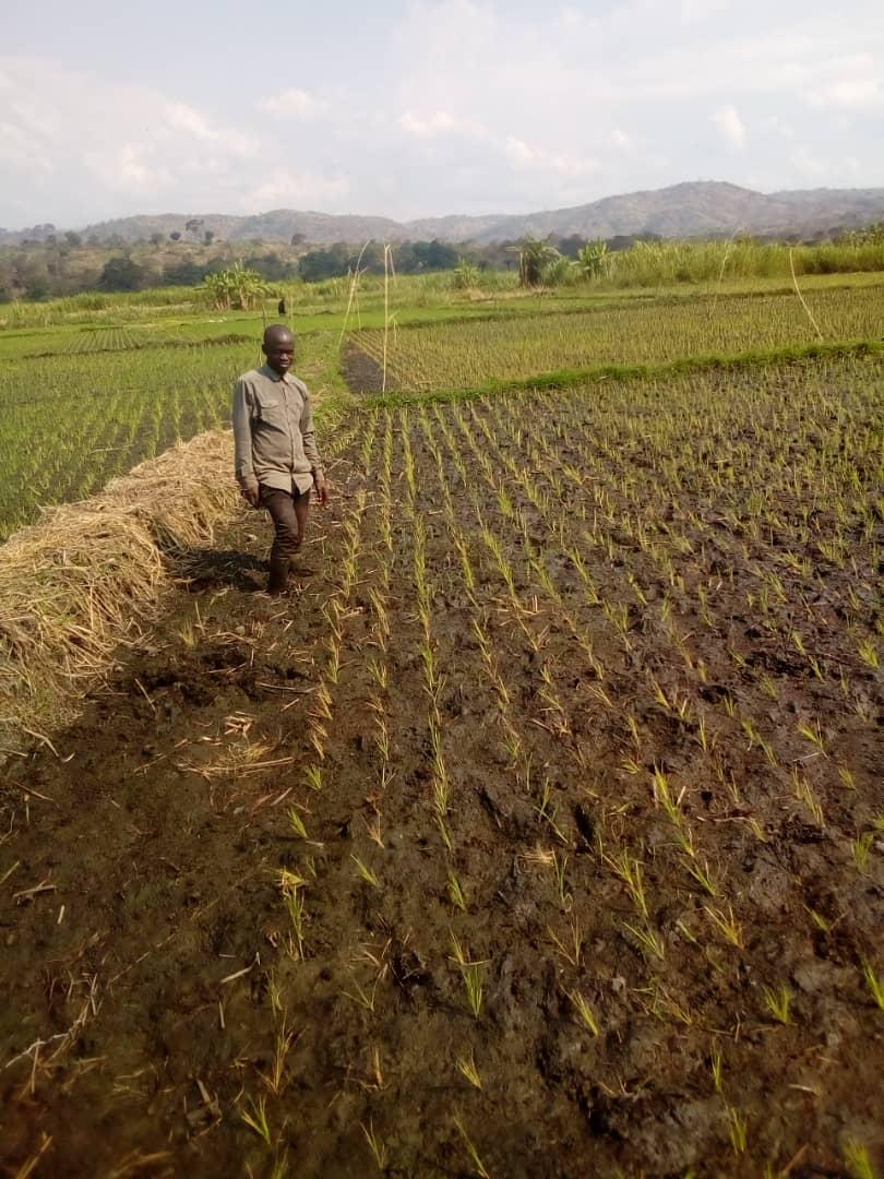 ADPF_RDC's tweet photo. Développement de la culture de Riz.
4ha de Riz (variété Nerica) développé par l'ADPF à SEBELE dans le territoire de FIZI https://t.co/aWYp1PLCp6