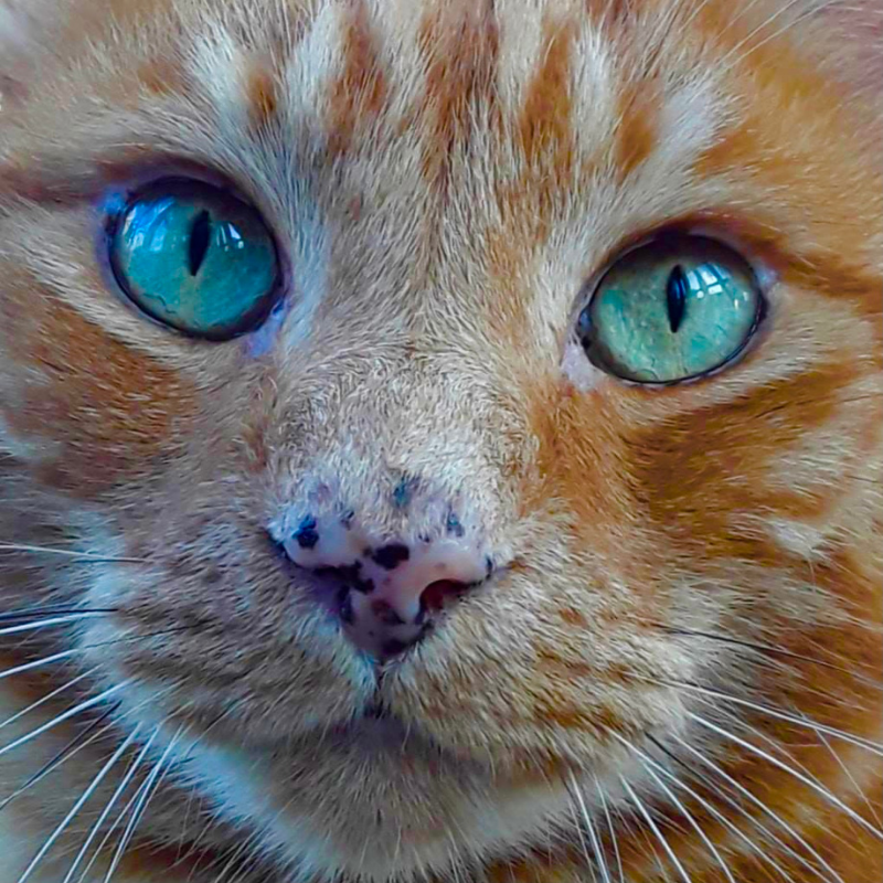 Director, Mark Rivers, talks with <a href="/traciehotchner/">traciehotchner</a> about his very funny film featured in the upcoming 4th Annual NY Cat Film Festival called “The Cat Flap” chronicling his cat’s life, as interpreted by his comings and goings through the cat door ➡️ ow.ly/RKmR50GfsJj