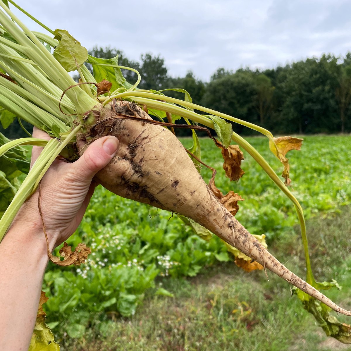 I’ve been fascinated with #sugarbeet for years & have even tried producing my own sugar from the gnarly root before. This week's announcement from @NFUSugar & @BritishSugar about the 2022 contract offer got me thinking about beet sugar v cane sugar > diaryofacountrygirl.com/2021/09/23/sug…