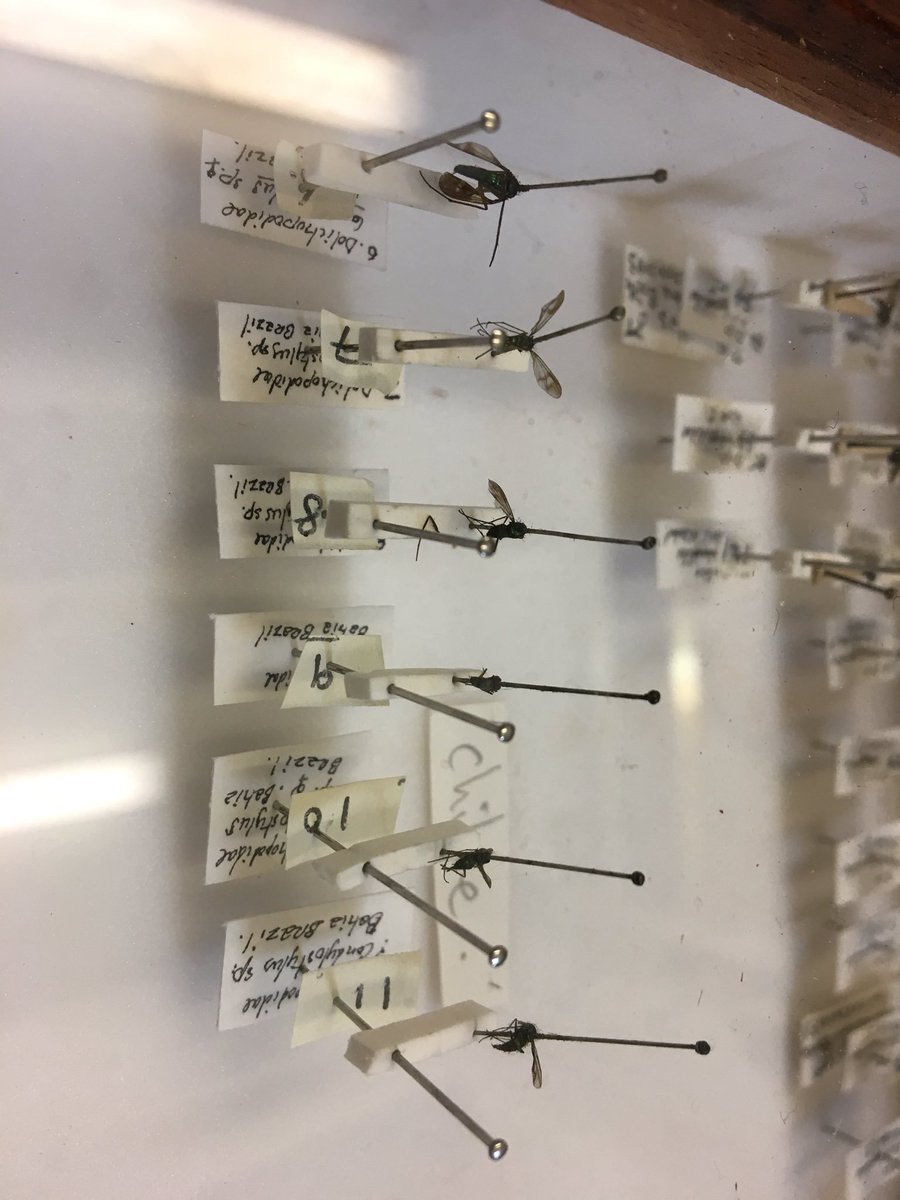 flygirlNHM's tweet photo. @BeesOfIreland @NHM_Tring @NMIreland Oh I loved seeing them too - the wonderful @PaoloViscardi and @KeeperNH showed me them - here are some of Darwins #Dolichopodidae #Flies #BESTAnimals https://t.co/s2cpiwvlxe
