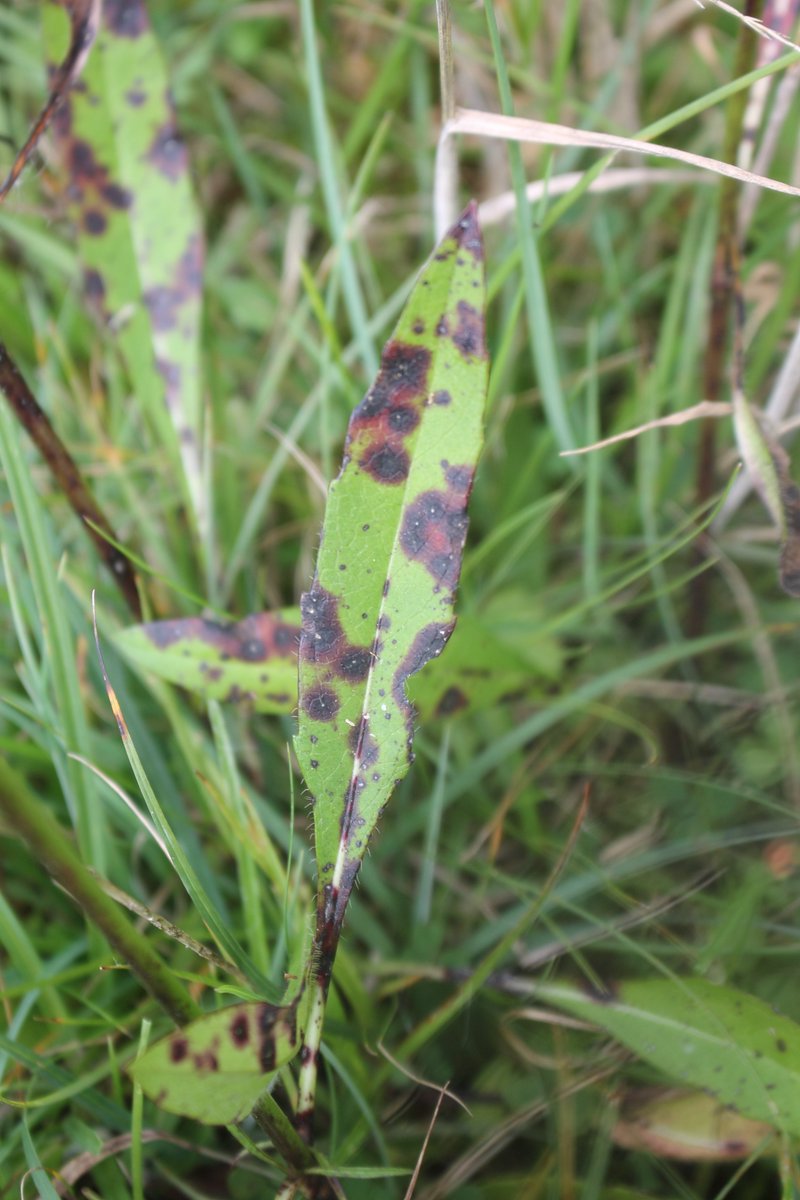 ValleyNature's tweet photo. From The British near Abersychan Devil's-bit Scabious with the black leaf spot Septoria scabiosicola. Amazingly very few records on Aderyn and none at all for Gwent.@SEWBReC #hiddennature #underrecorded https://t.co/i7KQKsEfns