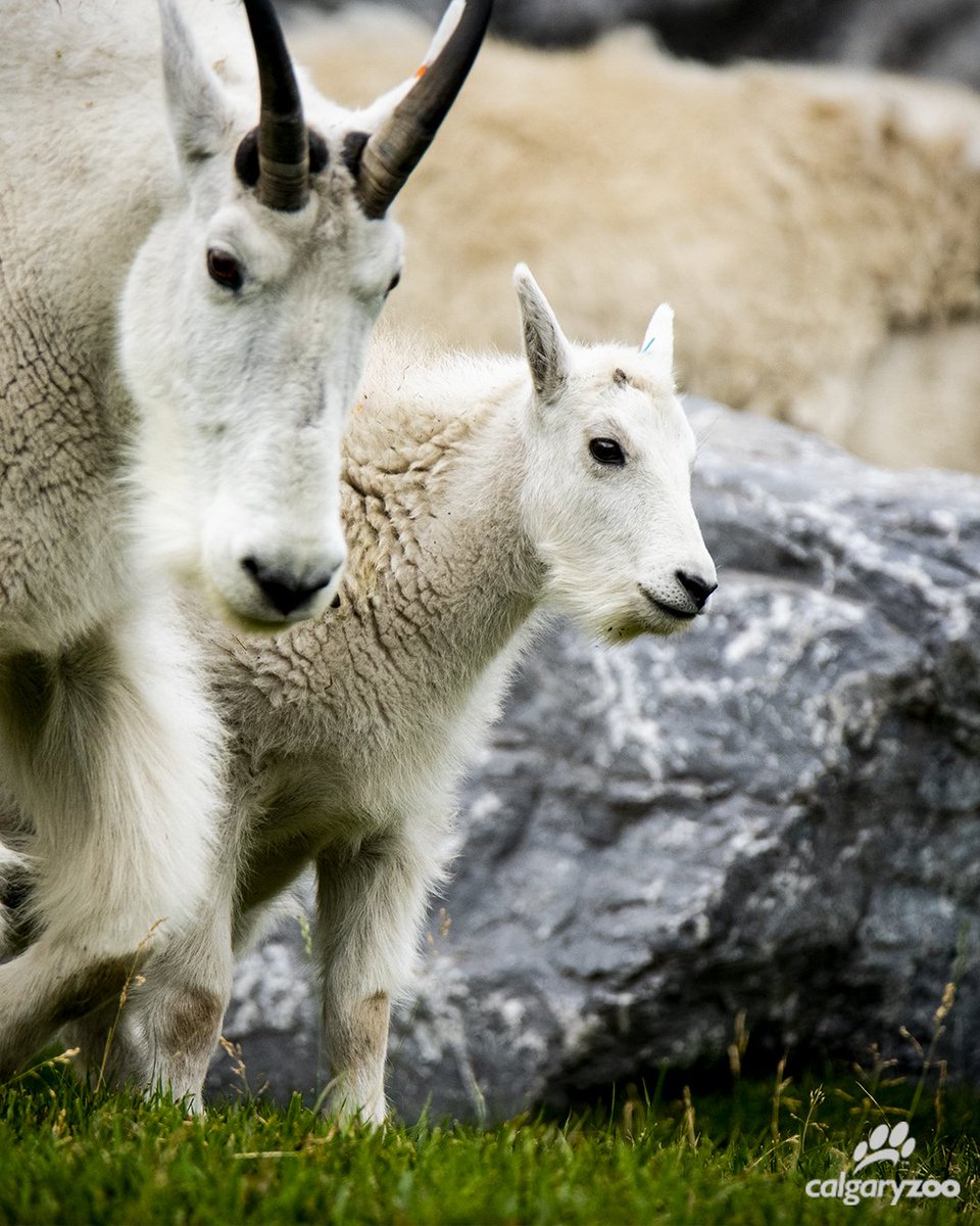 Calgary Zoo tweet media