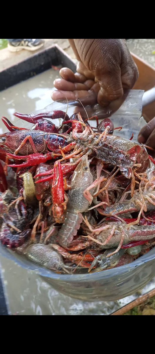njau_robin's tweet photo. Hey guys🙋, I started a small project of breeding fresh water red claw crayfish and they're ready for the market. I'm selling fresh/live @ 1,200/kg.( With an option of ready to eat sauteed in butter, garlic, lemon,paprika-optional). Kindly RT . I'll appreciate referrals 🙏. https://t.co/UHDlgCvDYF
