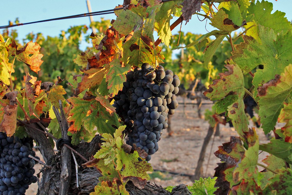 Ull de llebre de tardor, aquesta setmana a Vallmoll.

🍇 Gaudeix les diferents propostes de #ulldellebre que podeu trobar a 📲 compravionline.com/directe-casa/u… ✔⁣

#PetitsGransCellers #vinsdeproximitat ⁣#directedelceller  #FemTerritori