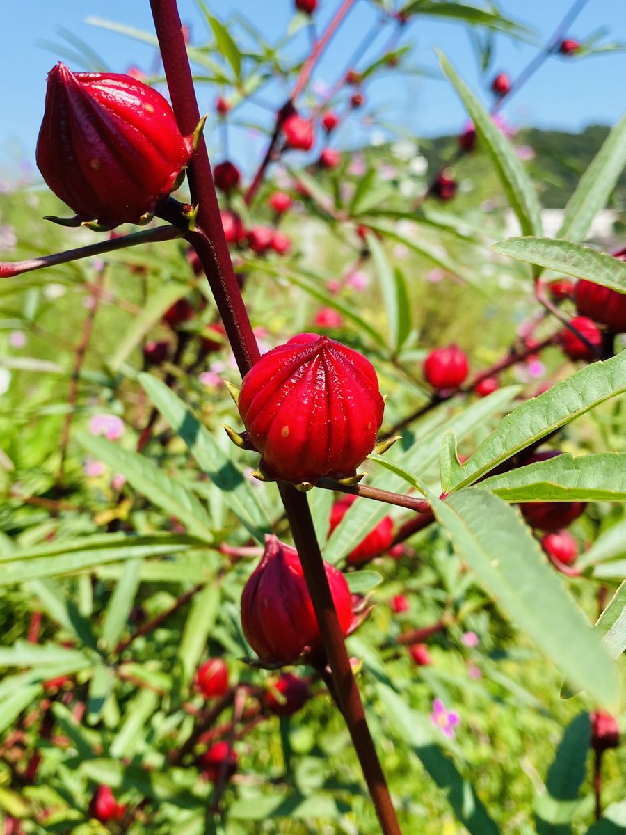みんなの ローゼ 口コミ 評判 食べたいランチ 夜ごはんがきっと見つかる ナウティスイーツ