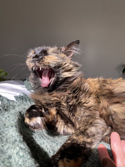 RIP QUEEN CYNTHIA  Nothing can ever replace you my sweet Angel baby💙 I miss you so much. https://t.c