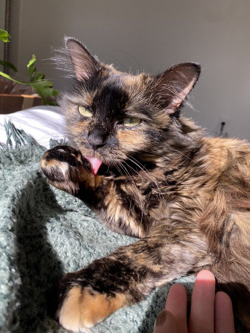 RIP QUEEN CYNTHIA  Nothing can ever replace you my sweet Angel baby💙 I miss you so much. https://t.c