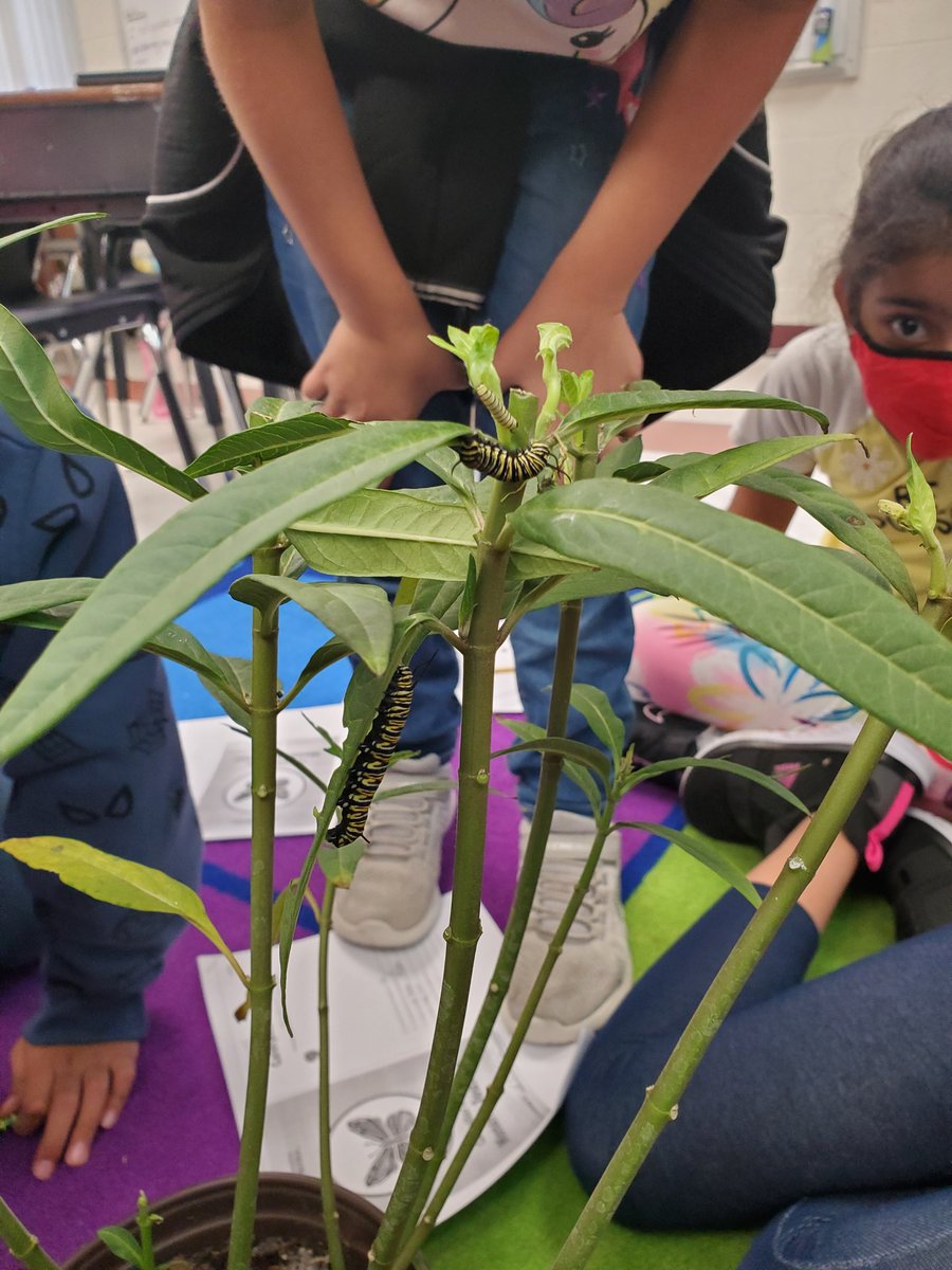 2nd grade citizen scientists are excited to begin their monarch butterfly observations! We noticed there are now 3 caterpillars! #caterpillarcondo #bloomingwithbirdie @NISDMcDermott