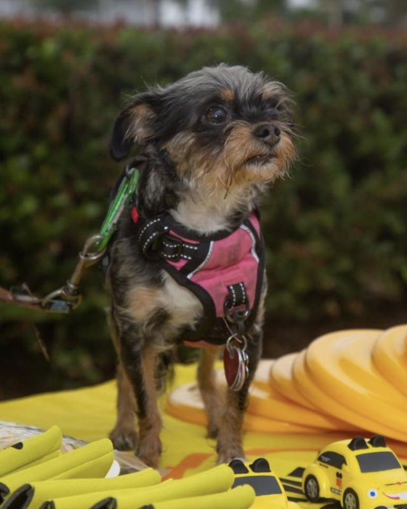TrulyNolen's tweet photo. #TBT to February 2020 in Naples, Florida with this adorable #doggo at one of our events 💛🐶
#Pets #TrulyNolen #Mousecar #Dogs https://t.co/0SO3CySi17