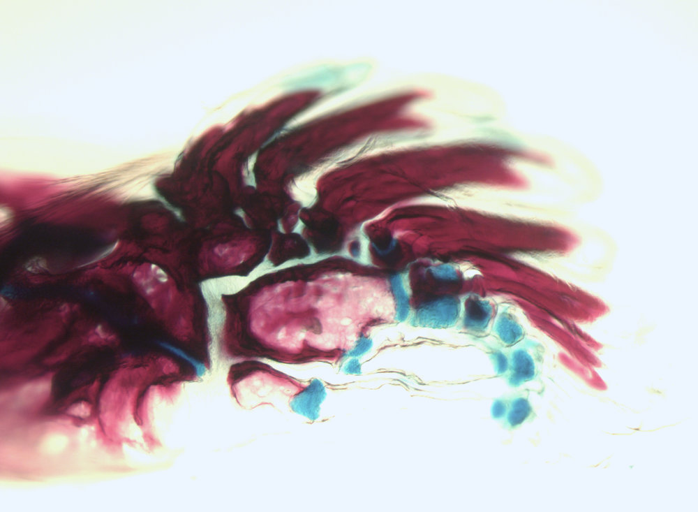 Tetsuya Nakamura (@tetsuyanakamu) on Twitter photo Nakamura and Copeland labs <a href="/RutgersSASDLS/">Rutgers SAS Life Sciences</a> are hiring a full-time lab tech for zebrafish maintenance and embryology (nakamuralab.com). Great location for evo&devo research, nature exploring, and access to exciting cities. Pls RT, thanks! jobs.rutgers.edu/postings/142323 Nakamura and Copeland labs <a href="/RutgersSASDLS/">Rutgers SAS Life Sciences</a> are hiring a full-time lab tech for zebrafish maintenance and embryology (nakamuralab.com). Great location for evo&devo research, nature exploring, and access to exciting cities. Pls RT, thanks! jobs.rutgers.edu/postings/142323