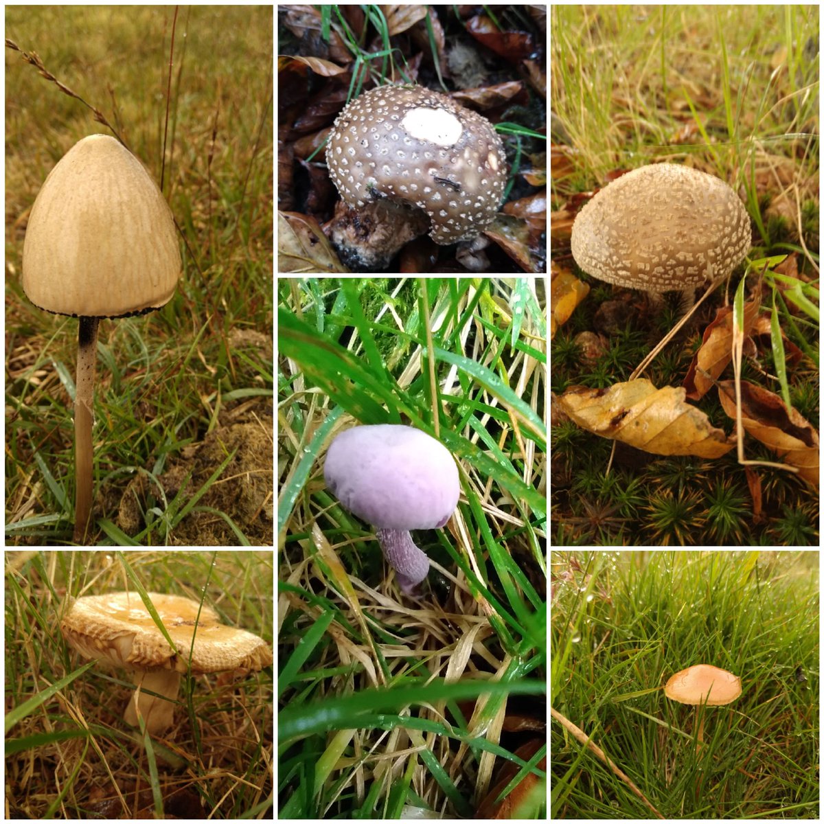 What a day, what an adventure. Such a beautiful photos
Macrophotography #naturephotography #nature #macro #mood #weather #9kids #miniexplorers #wild #wilderness #beautiful #fauna #moorland #fungi #wildmushrooms #mushrooms #homeeducation #getoutside #dartmoor