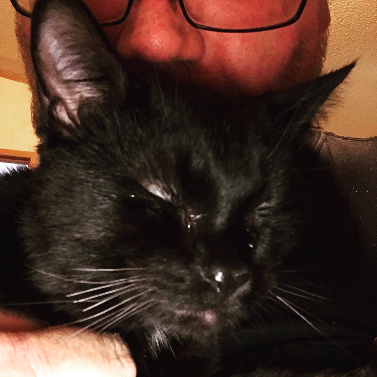 Everyone should own a black cat! #Wicca #occult #blackcat