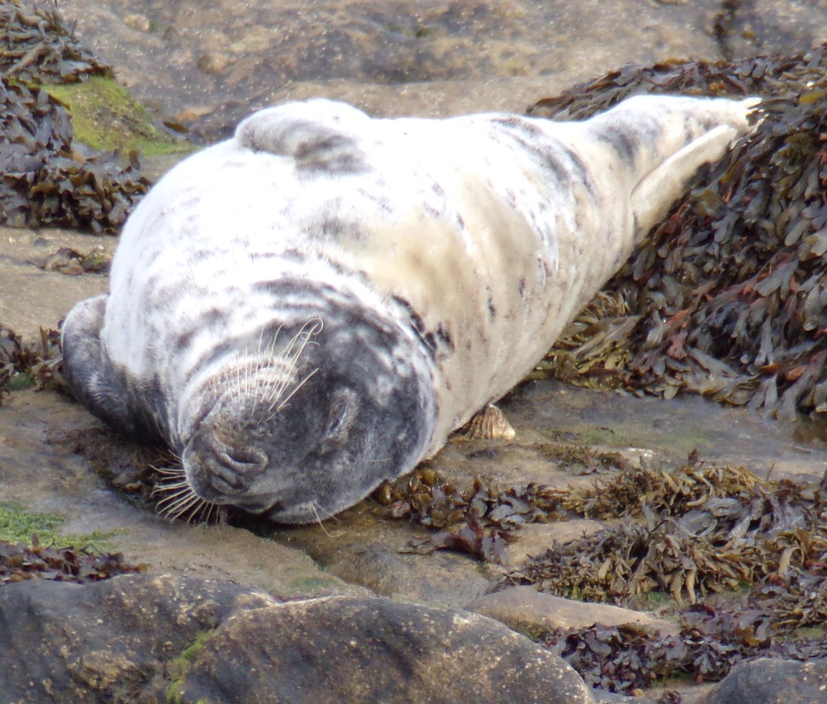 Rockpoolschool1's tweet photo. May have been blowing a hooley today but it didn’t affect the cuteness of these little fellas 💙🦭 (obviously from a distance) 

#talkswild #rockpoolschool #stmaryslighthouse #StMarysIsland #whitleybay #northtyneside #ukwildlife #conservationthrougheducation https://t.co/gpOr58RWez