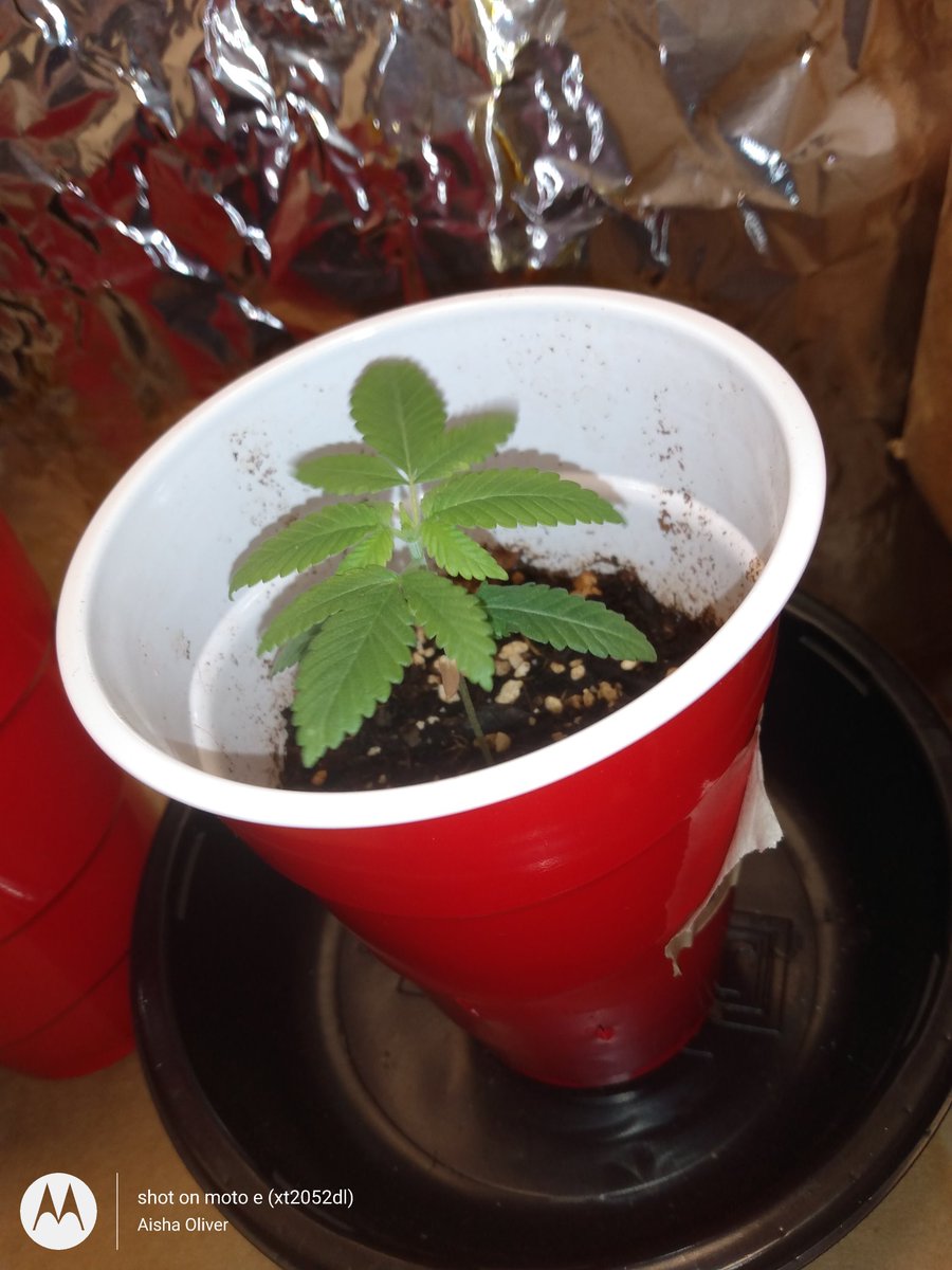 AishaleeOliver2's tweet photo. @Earth_Daniel @Dubs82 @Hair420Red Good luck guy's and gal's 💚 Thank you for the chance again and #daamn 🌱 my @irvineseeds tester is looking pretty good!! https://t.co/rJ2ylq3G8l