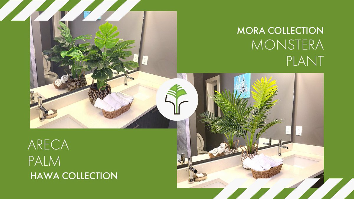 TreeishD's tweet image. Whether you prefer the classic areca palms or the exotic monster, we have a wide variety of shapes and sizes to complement your decor. 

#TreeishDecor #monstera #areca  #homedecor #officedecor #plants #greenaccent #ecommerce #canadianbusiness #yycbusiness