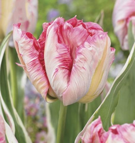 westcoastseeds's tweet photo. 🌷 Parrot tulips have appealingly contorted petals with frilled edges and rich colours. Bulbs produce large luxuriant flowers with nearly white sepals and rich pink interior colour. Excellent, long-lasting cut flowers & spectacular in mass plantings.
#WestCoastSeeds #Fallbulbs https://t.co/iM1YK5sAPp