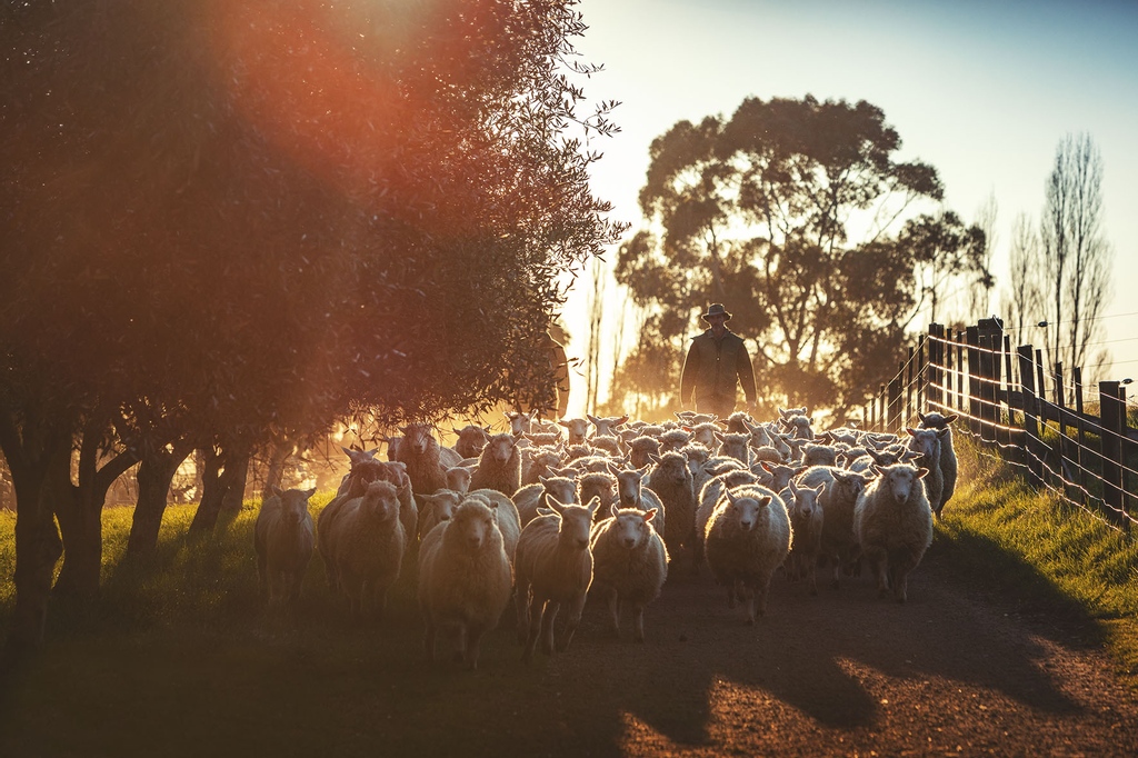 The Dog Point property is not only a vineyard. It also operates as an authentic working farm, with organic philosophies at the centre. Over the winter months, 2,500 sheep and 25 steers are brought onto the property to control grass &amp; weed growth &amp; add organic matter to the soil.