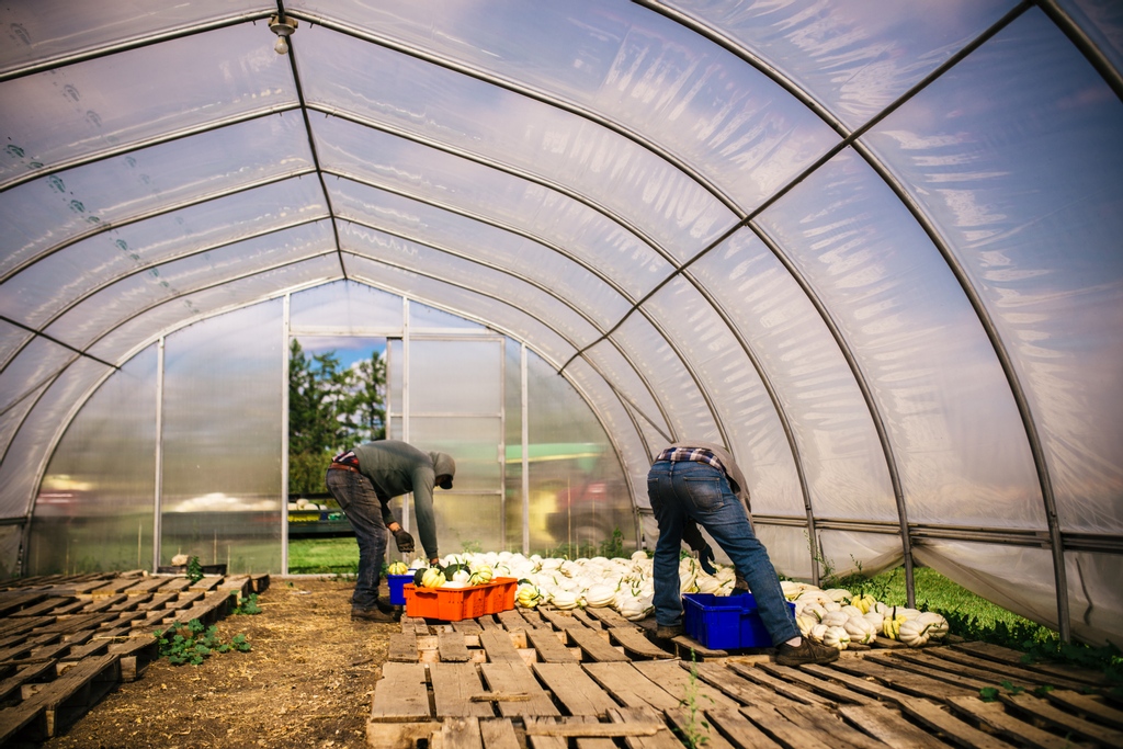 Today is the last day of the season for the Fort Saskatchewan Farmers' Market. Come down to say hi and stock up on beautiful fall veggies!