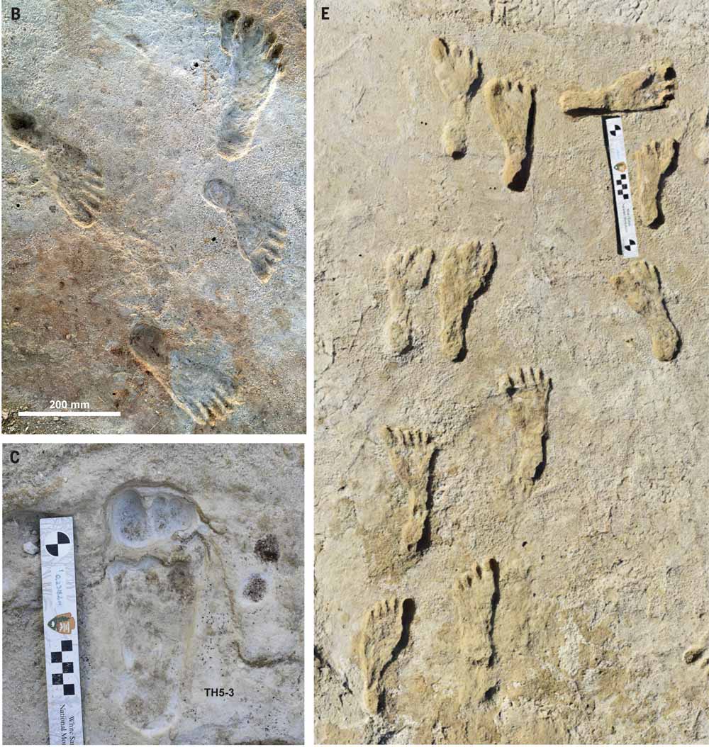 Footprints place ancient people in present-day New Mexico more than 21,000 years ago. Stratified evidence, radiocarbon, multiple human evidences over 1000+ years. doi.org/10.1126/scienc…