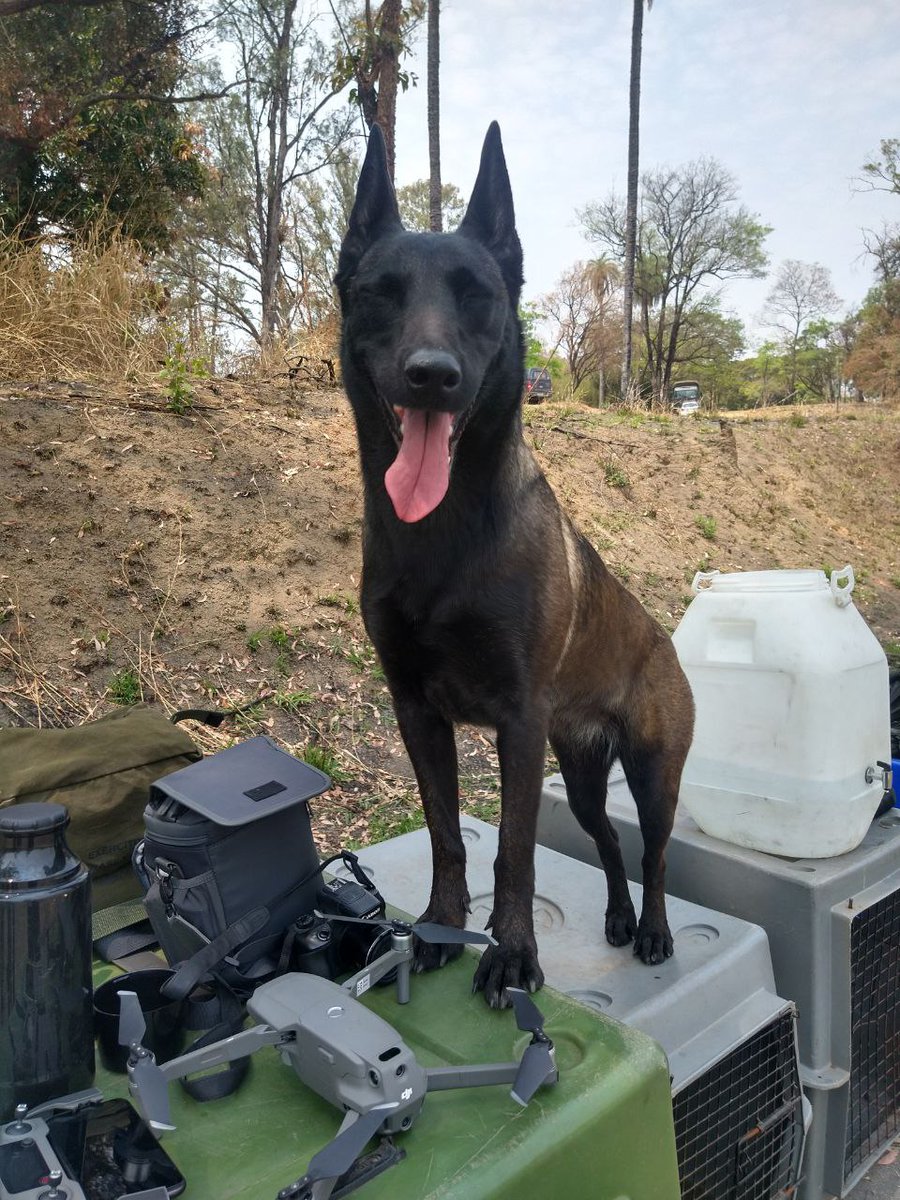 GuardaContagem's tweet image. Guarda Civil de Contagem faz estágio de adestrador de Cães de Guerra no Exército
contagem.mg.gov.br/novoportal/gua…
Jornalista: Leonardo Rocha
Crédito Foto: Leonardo Rocha
Instagram: @Leomoreirarocha