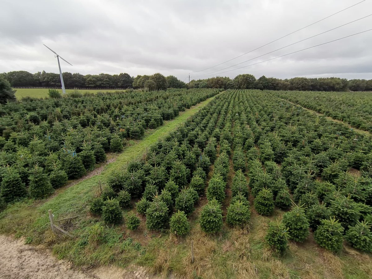 There’s no shortage of trees for you to choose from at our farm this year! We will be opening for choosing and tagging trees in the plantation on Saturday 13 November 🌲🌲🌲