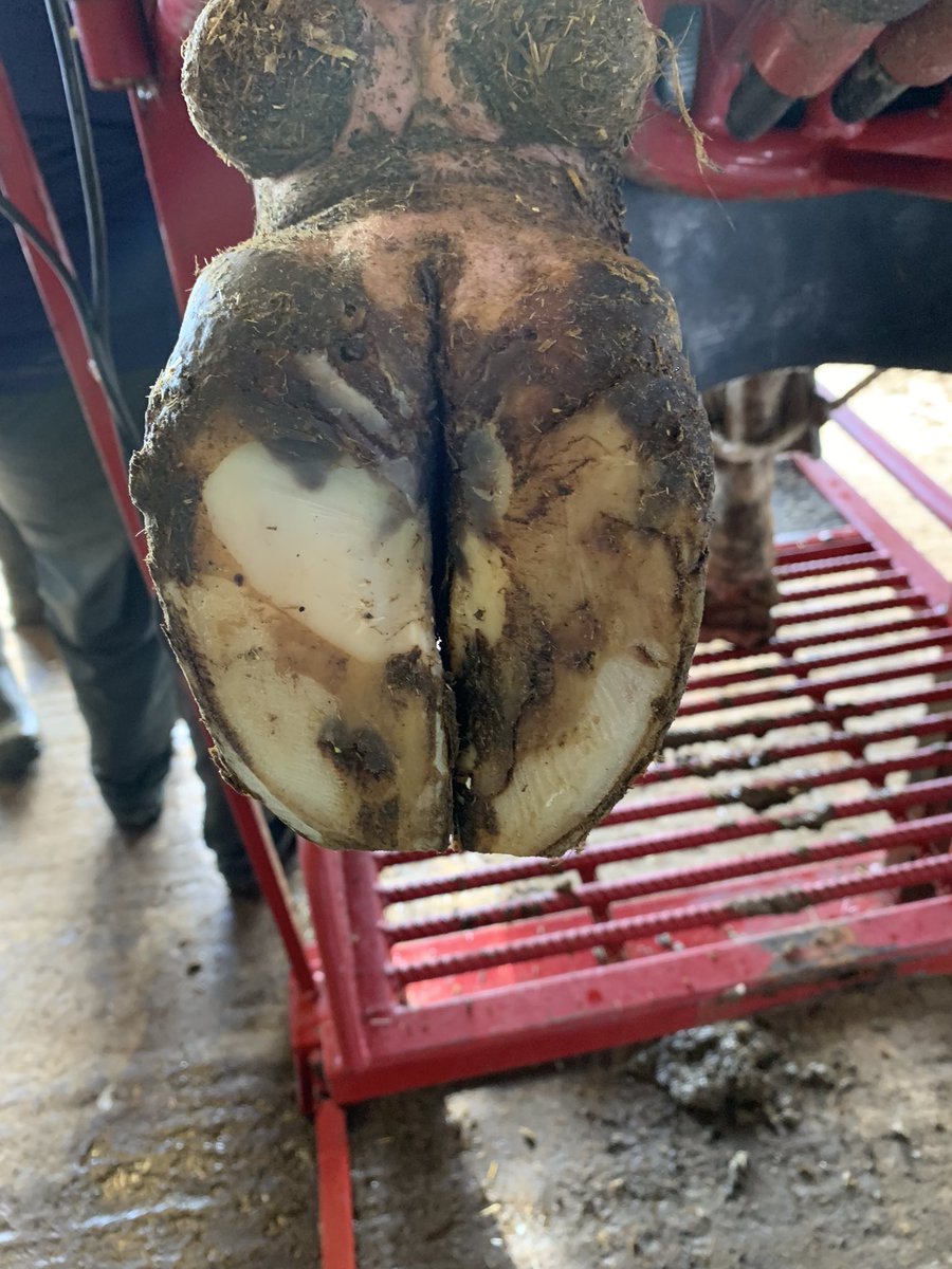 Great week of learning with <a href="/NantwichFarmVet/">Nantwich Farm Vets</a> and “master Rowe”. Appreciate the opportunity to grow my knowledge, now the work begins…#HealthyHooves <a href="/ARN_Home/">Advanced Ruminant Nutrition</a>