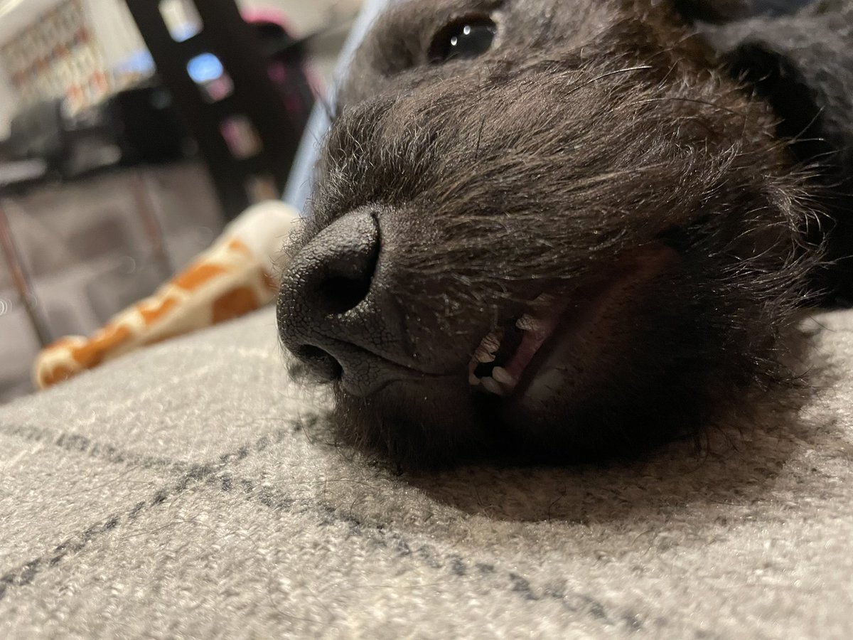 I’m not disappointed that those needle teeth are dropping out. #gappyterrorist