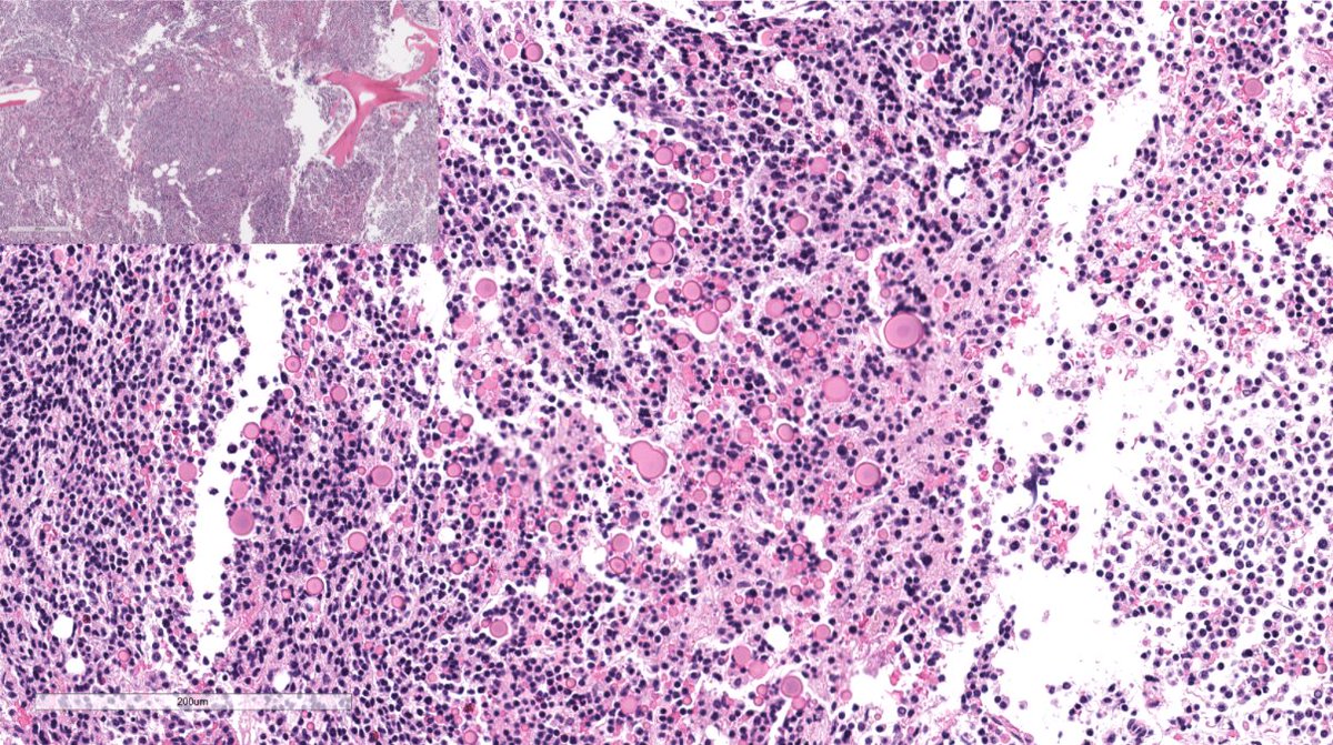 Jonathan Zuckerman MD PhD tweet media