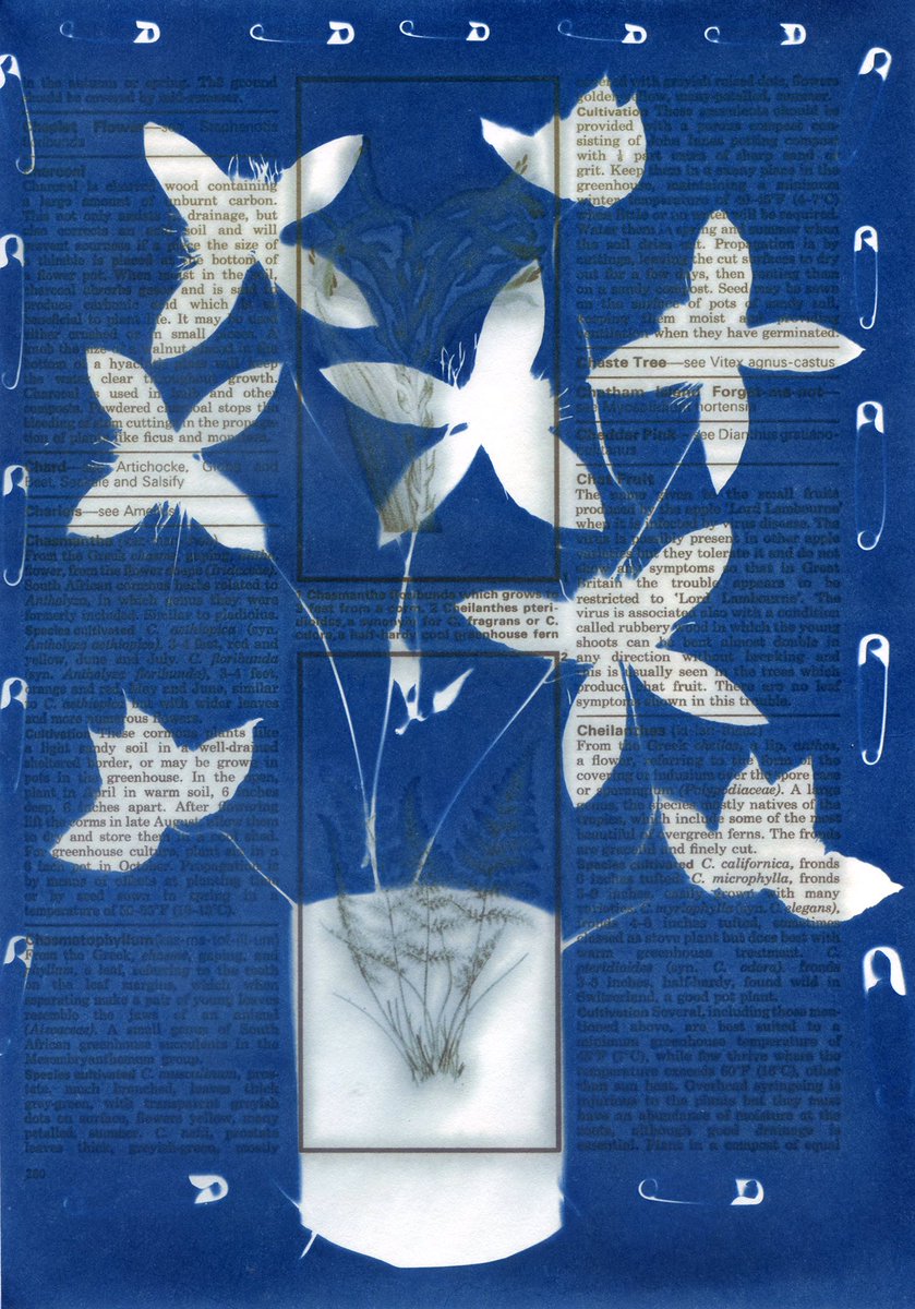 jillsett's tweet photo. My latest cyanos that I cooked in the sun yesterday
#cyanotypes #worldcyanotypeday #printing #sunprints #ThePhotoHour #floraldesign #safetypins #leeds #botanicalprints https://t.co/yF6wPdKcgX