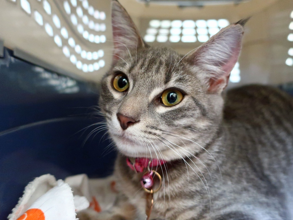 prckcmo's tweet photo. With the support of incredible partners like @HillsPet our outreach team is taking our mobile units into underserved communities to make sure families can get their pets vaccinated against disease and that they have plenty of food to eat. #Hillspartner https://t.co/GwJX2d4P1w