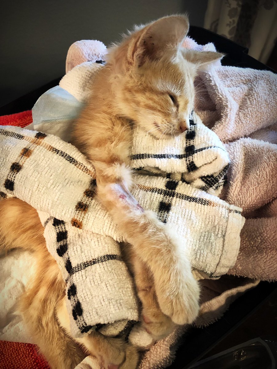 pattykazUSA's tweet photo. Stanley, still day 2:

He’s gotta show even just a sliver of improvement. Come on Stanley. I’ve started syringe feeding him some “cat gruel,” and I’m hoping that could help. He’s swallowing it, so 🤷🏻‍♀️. 

(And yes, I do have him all propped up with tiny towels.) https://t.co/aoSHjenFwq
