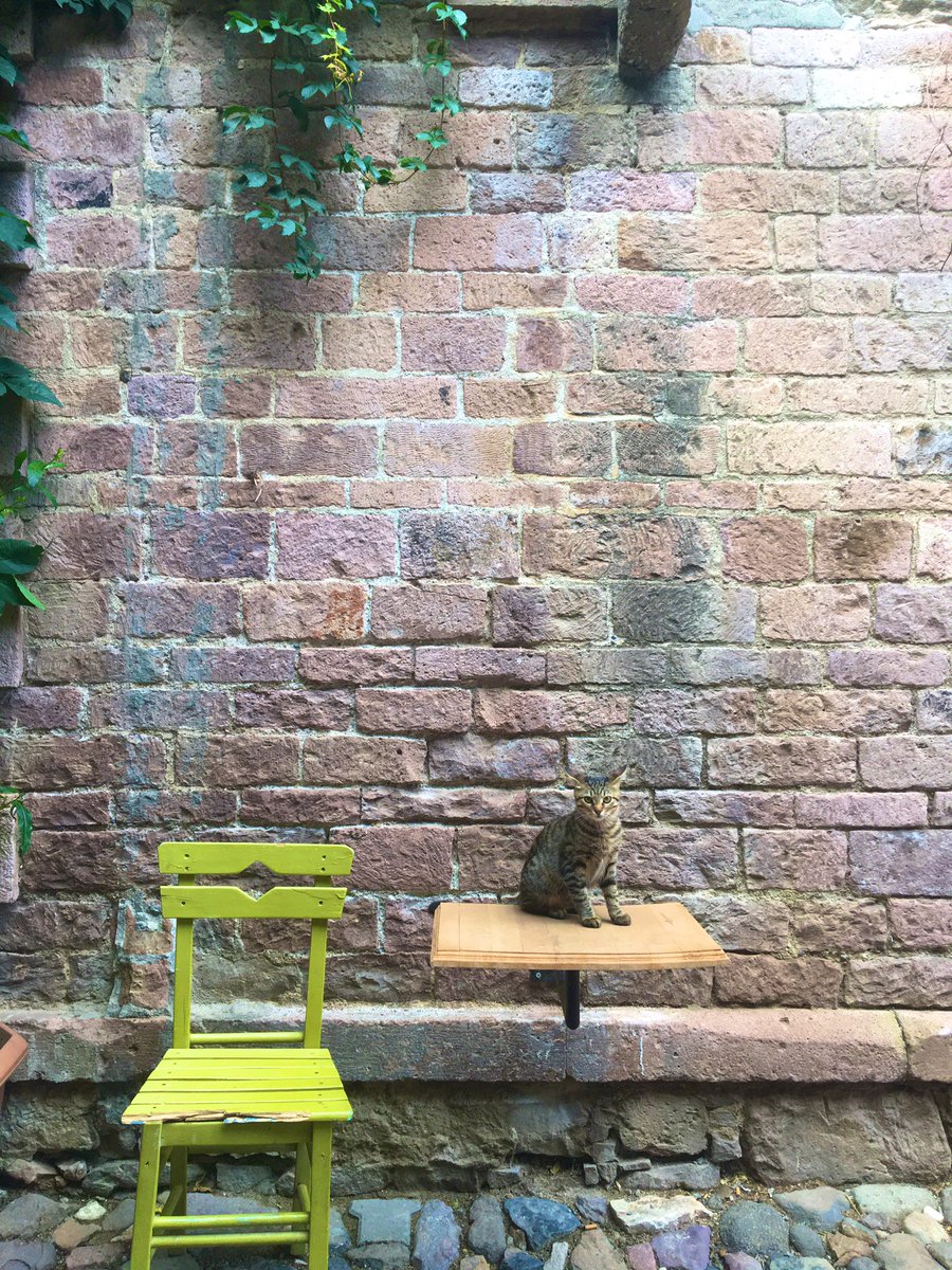 Twitter ahalisi kedi postlarını daha çok seviyor. İnstagramda güme gitmesin bence.. 😇