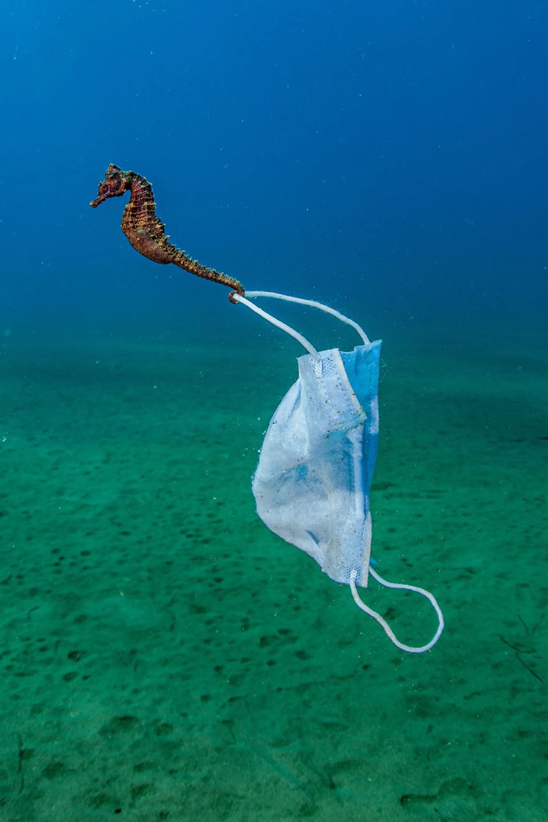 mirpuri_org's tweet photo. In 2020, 1.6 billion disposable masks entered our oceans.

Please remember to dispose of all masks responsibly. The correct way is to cut off the strings and throw it in the bin.

#mirpurifoundation #disposablemasks #turnthetideonplastic #covid19

 📸 Nicholas Samaras https://t.co/JkUCVf7tJQ