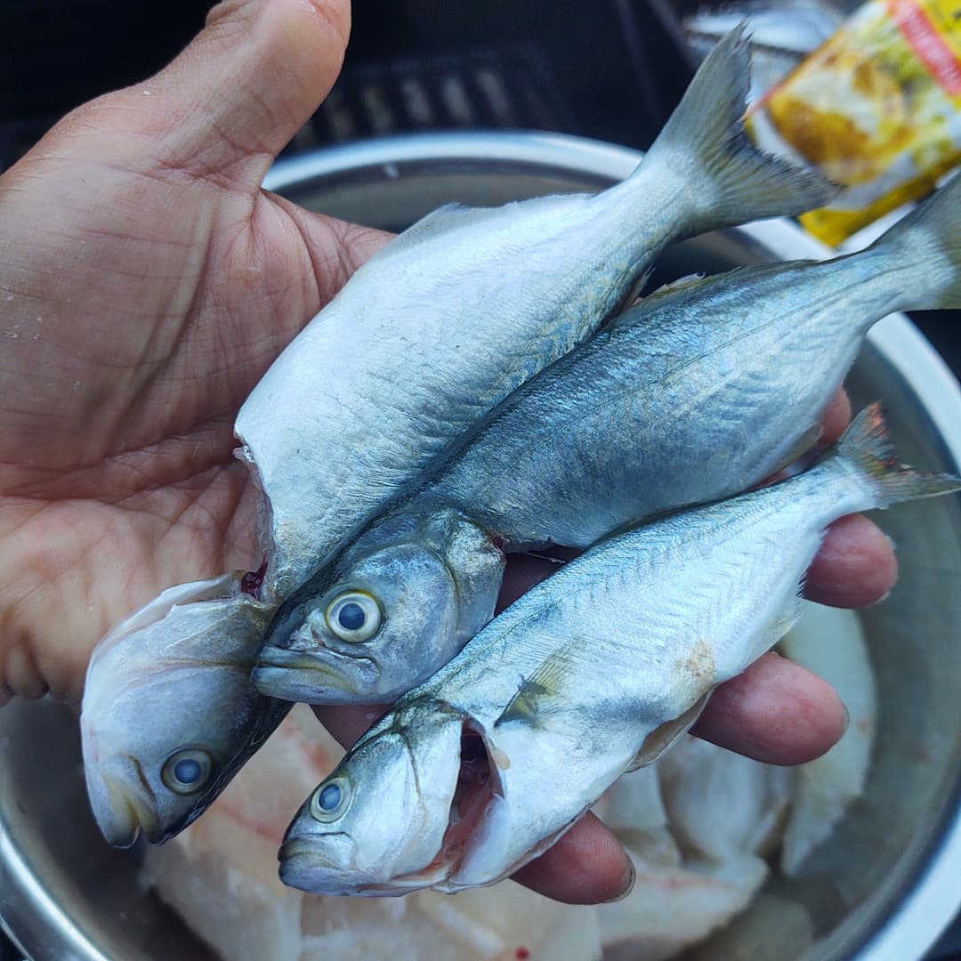 nefish_outdoors's tweet photo. Got a full limit of Bluefish!! 😂 Not sure what to do with so much meat!!😂 #ifyouknowyouknow
#bluefish #snapper #snapperfishing #itswhatsfordinner #fishing #saltwaterfishing #micro #smallfish #fishingpic #catchoftheday #limitedout #fishfry #seafood #seafoodfeast https://t.co/84UbcQAVfj