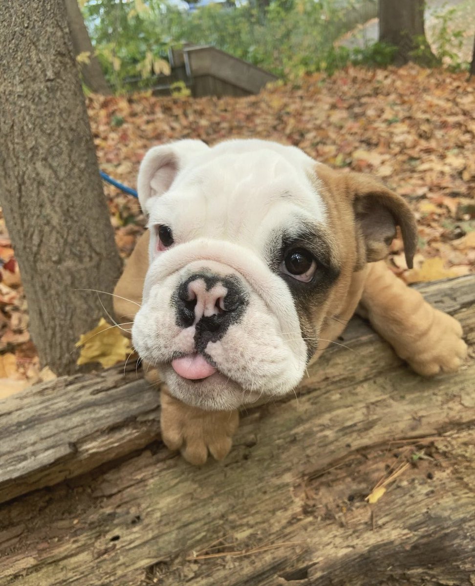 This is Tony. He’s been patiently waiting for hot girl summer to end so he can start his wrinkly potato autumn. 13/10