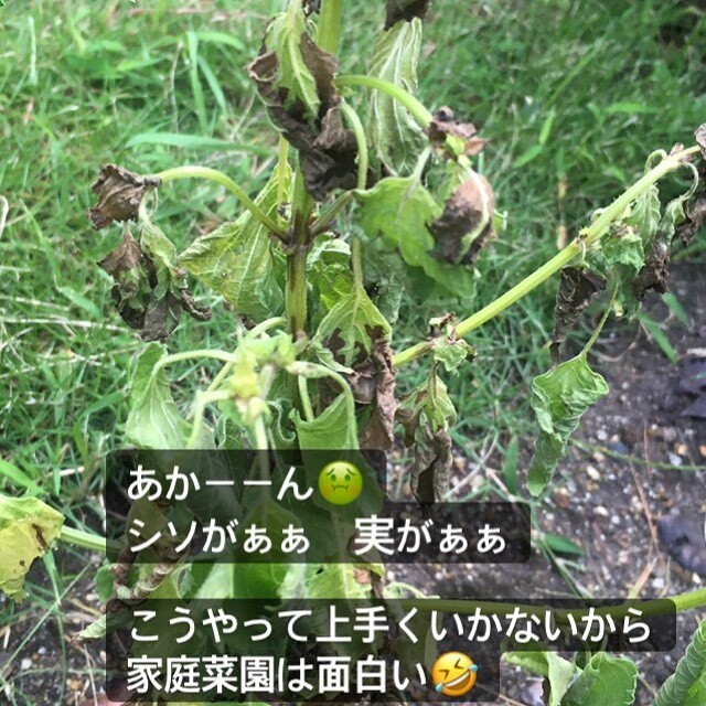 どいる Doiru1 Twitter どいる Doiru1 Twitter