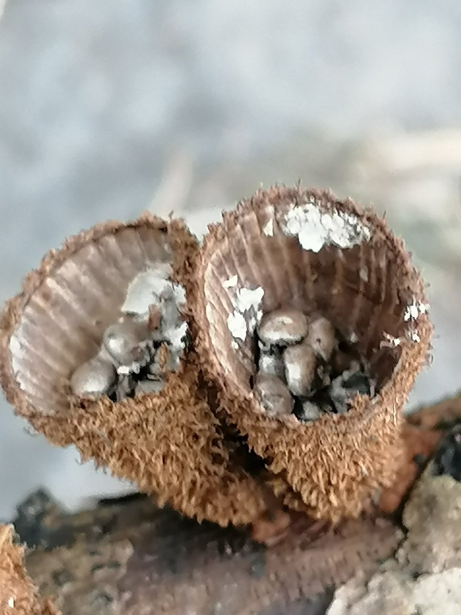 AilinKee's tweet photo. A few lovely finds this morning on a walkabout at #parctafbargoed. It was great to see familiar faces including their furry paw companions. #getoutdoors #naturewalk #visitmerthyr #thisismywales https://t.co/42jPMimoTS